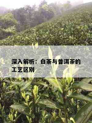 深入解析：白茶与普洱茶的工艺区别