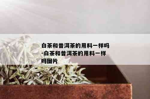 白茶和普洱茶的用料一样吗-白茶和普洱茶的用料一样吗图片