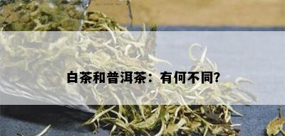 白茶和普洱茶：有何不同？