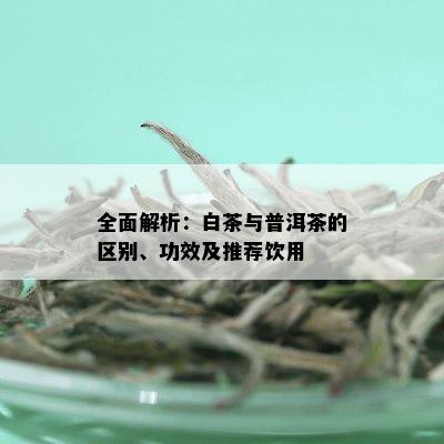 全面解析：白茶与普洱茶的区别、功效及推荐饮用