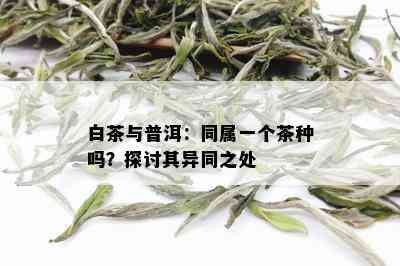 白茶与普洱：同属一个茶种吗？探讨其异同之处