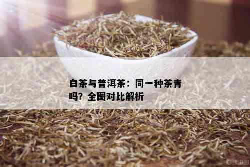 白茶与普洱茶：同一种茶青吗？全图对比解析