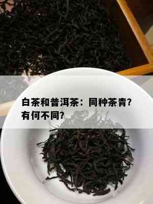 白茶和普洱茶：同种茶青？有何不同？