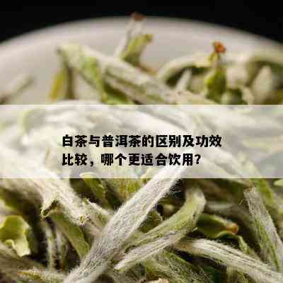 白茶与普洱茶的区别及功效比较，哪个更适合饮用？