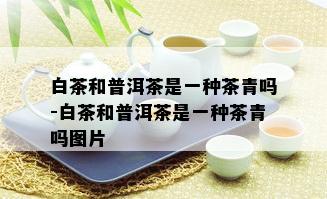 白茶和普洱茶是一种茶青吗-白茶和普洱茶是一种茶青吗图片