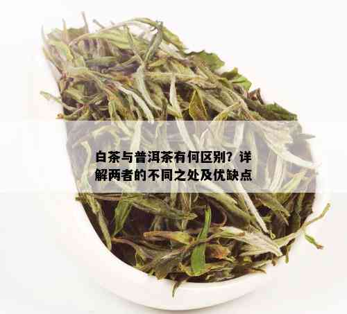 白茶与普洱茶有何区别？详解两者的不同之处及优缺点