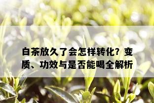 白茶放久了会怎样转化？变质、功效与是否能喝全解析