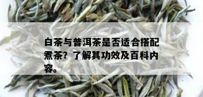 白茶与普洱茶是否适合搭配煮茶？了解其功效及百科内容。