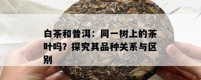 白茶和普洱：同一树上的茶叶吗？探究其品种关系与区别