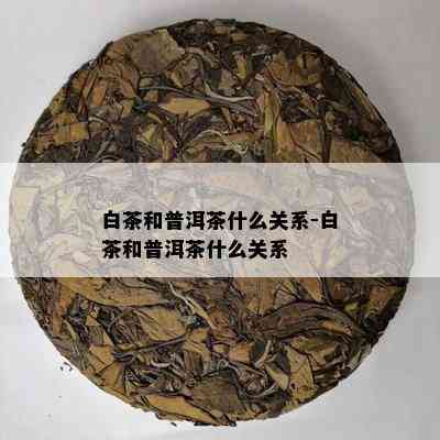 白茶和普洱茶什么关系-白茶和普洱茶什么关系