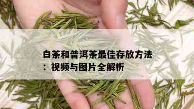 白茶和普洱茶更佳存放方法：视频与图片全解析