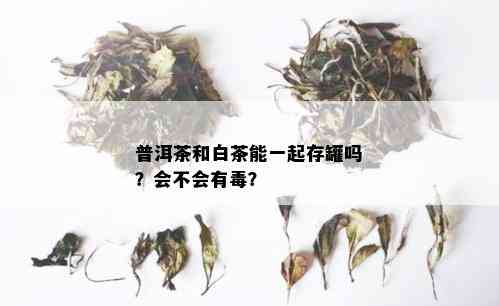 普洱茶和白茶能一起存罐吗？会不会有？