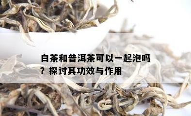 白茶和普洱茶可以一起泡吗？探讨其功效与作用