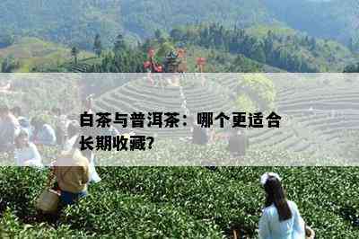 白茶与普洱茶：哪个更适合长期收藏？