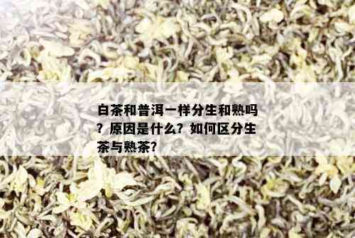 白茶和普洱一样分生和熟吗？原因是什么？如何区分生茶与熟茶？