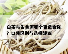 白茶与生普洱哪个更适合你？口感区别与选择建议