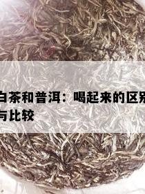 白茶和普洱：喝起来的区别与比较