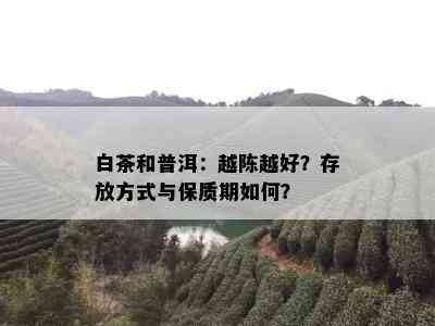 白茶和普洱：越陈越好？存放方式与保质期如何？