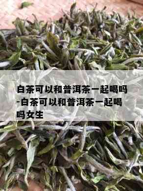 白茶可以和普洱茶一起喝吗-白茶可以和普洱茶一起喝吗女生