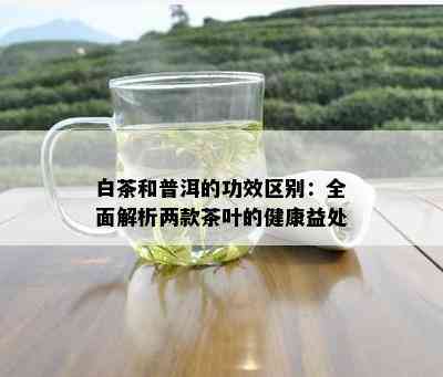 白茶和普洱的功效区别：全面解析两款茶叶的健康益处