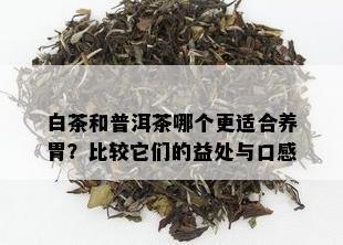 白茶和普洱茶哪个更适合养胃？比较它们的益处与口感