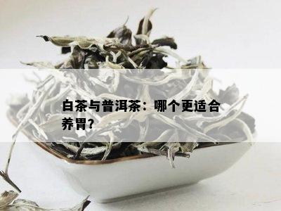 白茶与普洱茶：哪个更适合养胃？