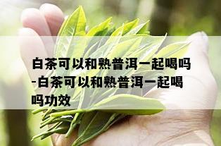 白茶可以和熟普洱一起喝吗-白茶可以和熟普洱一起喝吗功效