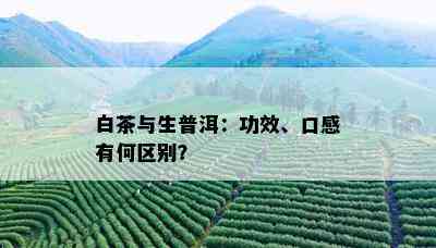 白茶与生普洱：功效、口感有何区别？