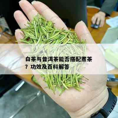 白茶与普洱茶能否搭配煮茶？功效及百科解答