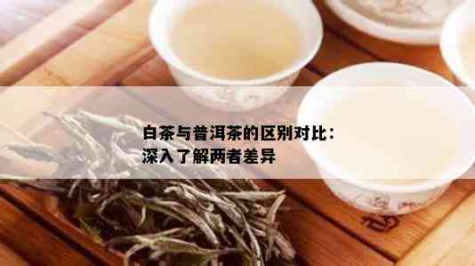 白茶与普洱茶的区别对比：深入了解两者差异