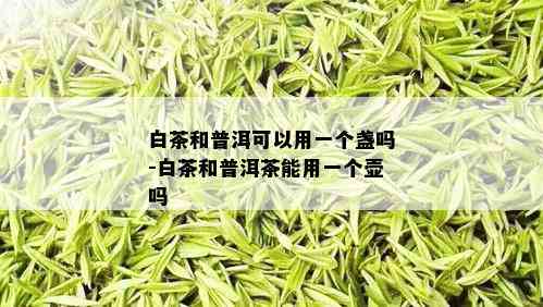 白茶和普洱可以用一个盏吗-白茶和普洱茶能用一个壶吗