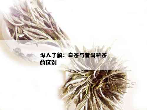 深入了解：白茶与普洱熟茶的区别