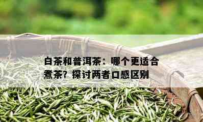 白茶和普洱茶：哪个更适合煮茶？探讨两者口感区别