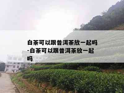 白茶可以跟普洱茶放一起吗-白茶可以跟普洱茶放一起吗