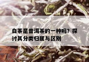 白茶是普洱茶的一种吗？探讨其分类归属与区别