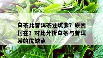 白茶比普洱茶还坑爹？原因何在？对比分析白茶与普洱茶的优缺点