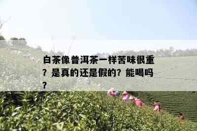 白茶像普洱茶一样苦味很重？是真的还是假的？能喝吗？