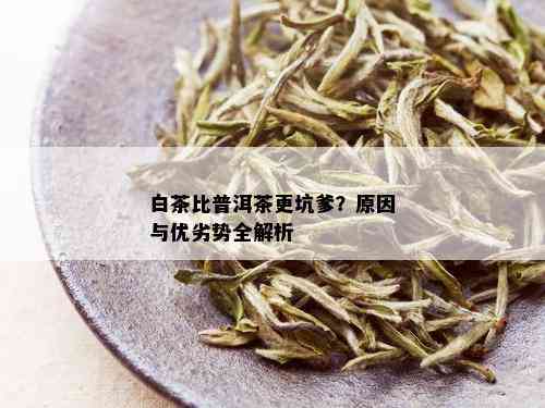 白茶比普洱茶更坑爹？原因与优劣势全解析