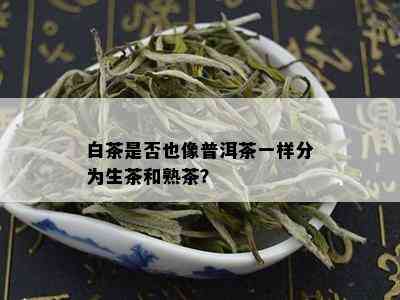 白茶是否也像普洱茶一样分为生茶和熟茶？