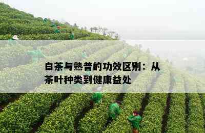 白茶与熟普的功效区别：从茶叶种类到健康益处