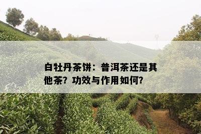 白牡丹茶饼：普洱茶还是其他茶？功效与作用如何？