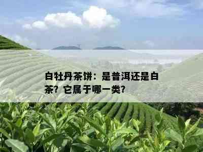 白牡丹茶饼：是普洱还是白茶？它属于哪一类？