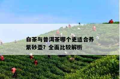 白茶与普洱茶哪个更适合养紫砂壶？全面比较解析