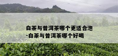 白茶与普洱茶哪个更适合泡-白茶与普洱茶哪个好喝