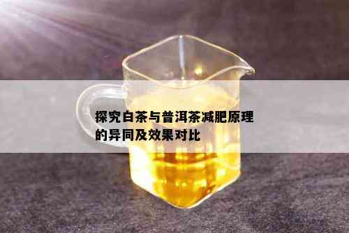 探究白茶与普洱茶减肥原理的异同及效果对比