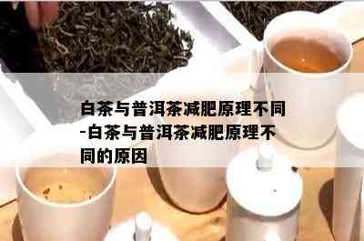 白茶与普洱茶减肥原理不同-白茶与普洱茶减肥原理不同的原因