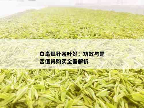 白毫银针茶叶好：功效与是否值得购买全面解析