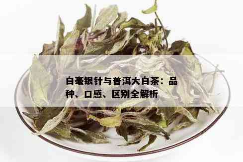 白毫银针与普洱大白茶：品种、口感、区别全解析