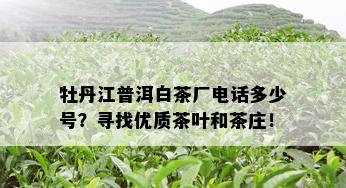 牡丹江普洱白茶厂电话多少号？寻找优质茶叶和茶庄！