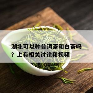 湖北可以种普洱茶和白茶吗？上有相关讨论和视频